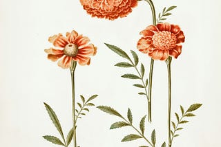 Title: Tagetes patula (udspærret fløjlsblomst) Creator: Holtzbecker, Hans Simon Merian, Maria Sibylla Date: 1635-1664 Providing institution: National Gallery of Denmark Aggregator: MUSEU Providing Country: Denmark Public Domain Tagetes patula (udspærret fløjlsblomst) by Holtzbecker, Hans Simon - National Gallery of Denmark, Denmark - Public Domain.