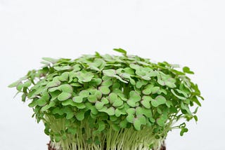 Boost Your Health and Add Flavor with Microgreens