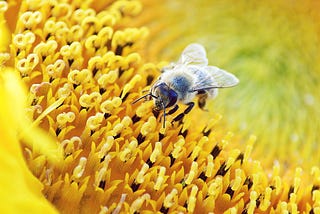 A bee on a flower