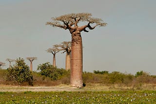 The Baobab: Africa’s Lifesaving Water Tank