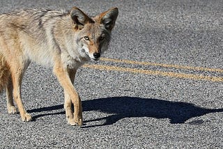 A Hungry America: Hardship For Those Who Need Help