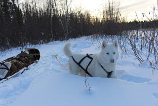 A husky harnessed to a toboggan in the snow.