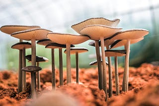 Mary Mushroom