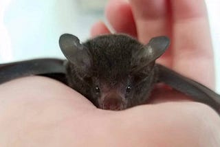 The Baby Bat Who’s Teaching People How Cute and Important Bats Really Are