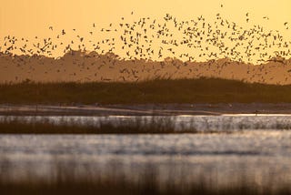 Conserving South Atlantic salt marsh through collective action