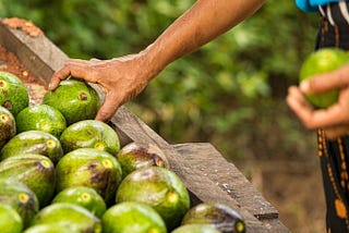 Avocados Were Domesticated 7,500 Years Ago According To Fossil Evidence