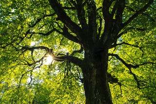 Why we plant trees and how it helps the environment