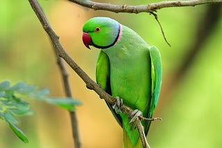 A Green Parrot