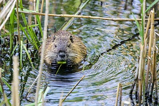 Why We Need Beavers
