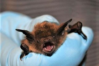 Ouch.. What I thought knew about bats were wrong!