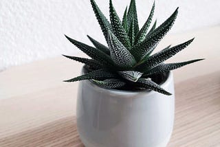 Is aloe vera good for weight loss?