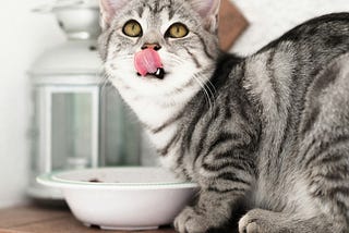 A gray tabby cat licking its nose above a white bowl.
