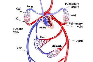 Physiology Of Endurance Training Part 2: Cardiopulmonary System