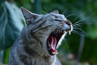 A side view of a cat with its mouth wide open and its sharp teeth and tongue in clear view.