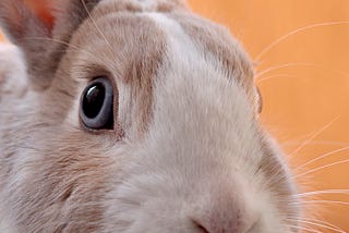 Warning: He Brakes for Bunnies