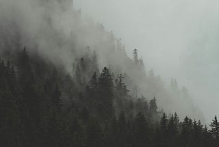 A black and white photos of an evergreen forest with mist rising in between the trees that are close and the trees that are far.