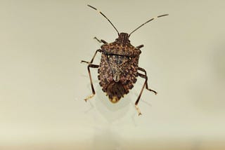 Climate change affects our agriculture in more ways than we imagine: Brown marmorated stink bug