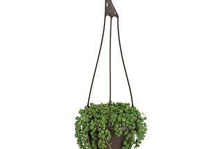 smart-planet-6-in-assorted-string-of-pearls-hanging-basket-plant-1