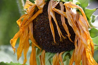 A wilted sunflower withering with grace and wisdom.