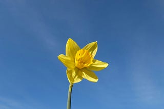 Yellow Thunder