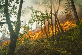 IoT solutions for halting wildfires: a laborious path through generalization