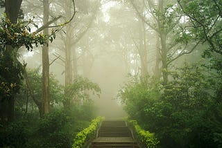 A path through the woods