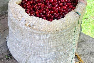 Sack of ripe coffee cherries Finca El Diamante Colombia