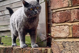 5 Coolest Facts About Russian Blue Cat