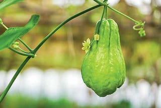 Chayote: A Plant on the Rise