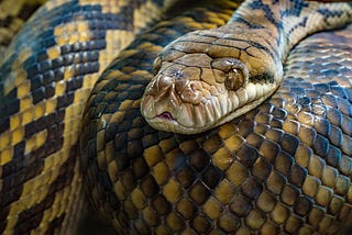 Taxonomic vandalism: Discovering new species is hard, but only if you’re a decent scientist
