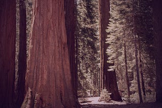 A large sequoia…