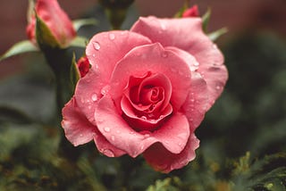 To Smell the Roses.