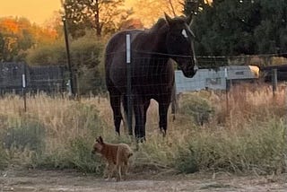 A Day at Pueo Ranch