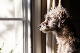 How to deal with separation anxiety in dogs