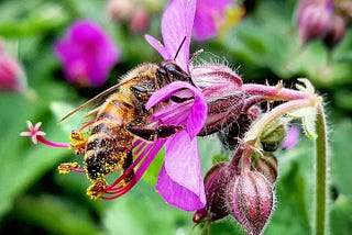 Urban Beekeeping Story: A Profitable Hobby That Benefits Everyone