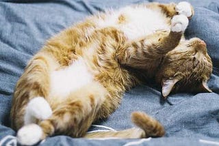 4 High Health Risks For Overweight Cats