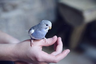 Muhabbet kuşu bakımı nasıl olmalı