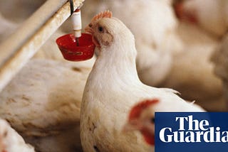 Revealed: over 60 million chickens in England and Wales rejected over disease and defects