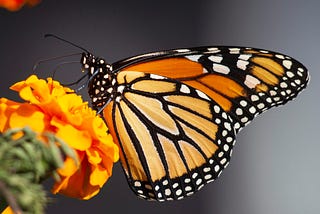 An orange, black, and white butterfly on a marigold