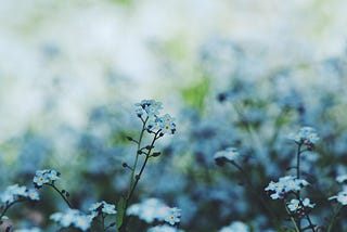 Two blue forget-me-not flowers in focus against a background of a blurred field.