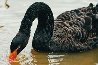 A black swan swimming.