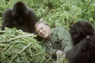 How David Attenborough’s encounter with wild mountain gorillas had a happy ending — Philip Lymbery