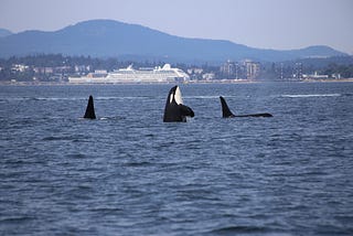 My very first whale watching