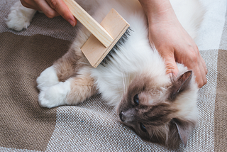 Spring Shedding Solutions: Managing Your Cat's Hair in March