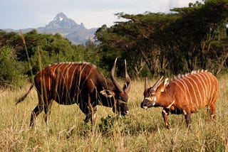 FIVE MOUNTAIN BONGOS RELEASED INTO THE WILD