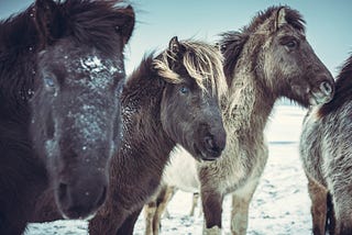 Horses in the wild