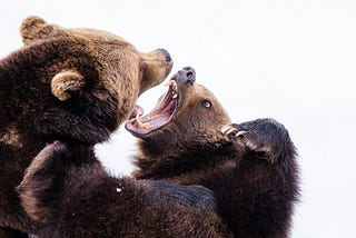 Two bears growling and ready to fight.