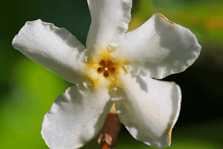 Grow a Lush Lawn with Asiatic Jasmine: Say Goodbye to Weeds