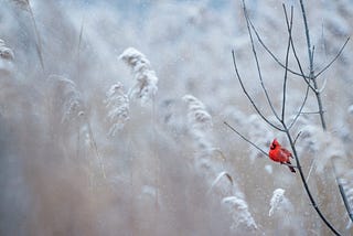Red bird sitting on a branch in the snow.