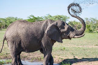 An elephant taking a bath